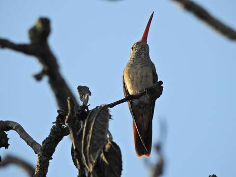 Imagem de Amazilia yucatanensis (Cabot & S 1845)