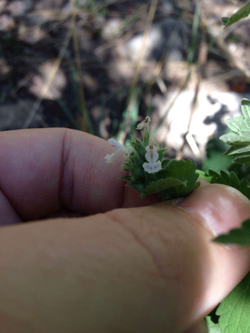 Image of Catnip