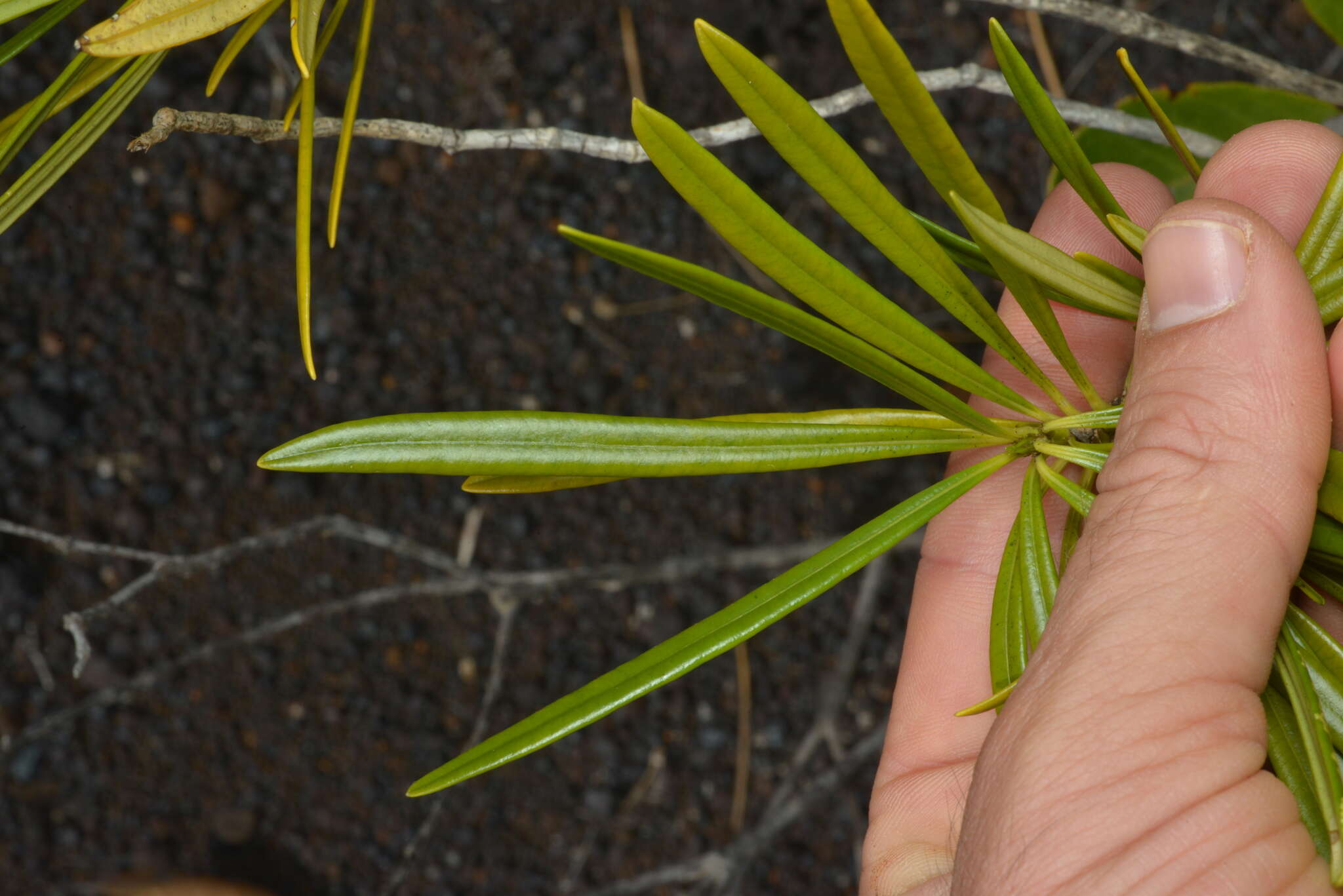 Image of Rauvolfia semperflorens Schltr.