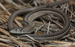 Image of Longtail Whip Lizard