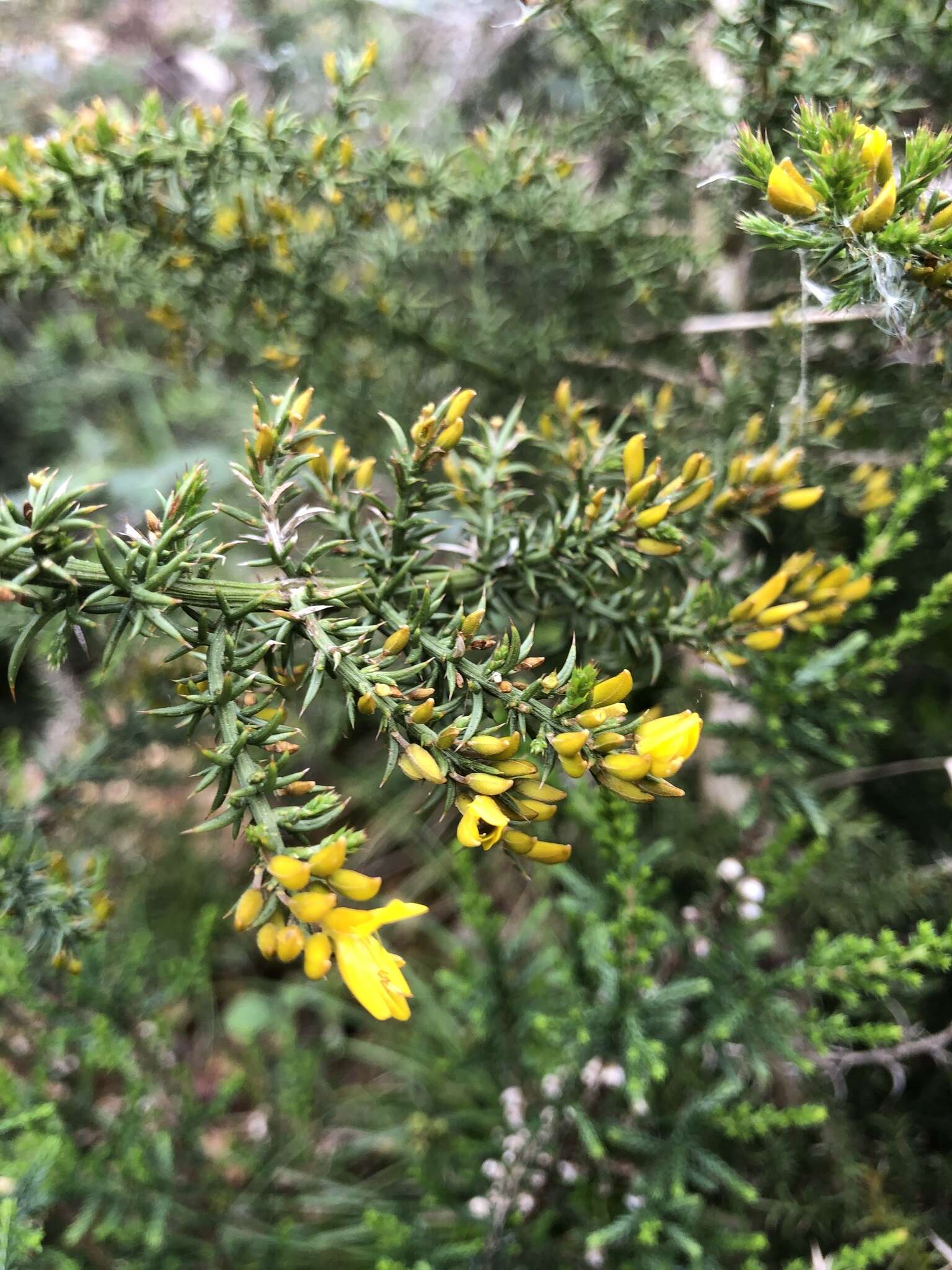 Image de Ulex micranthus Lange