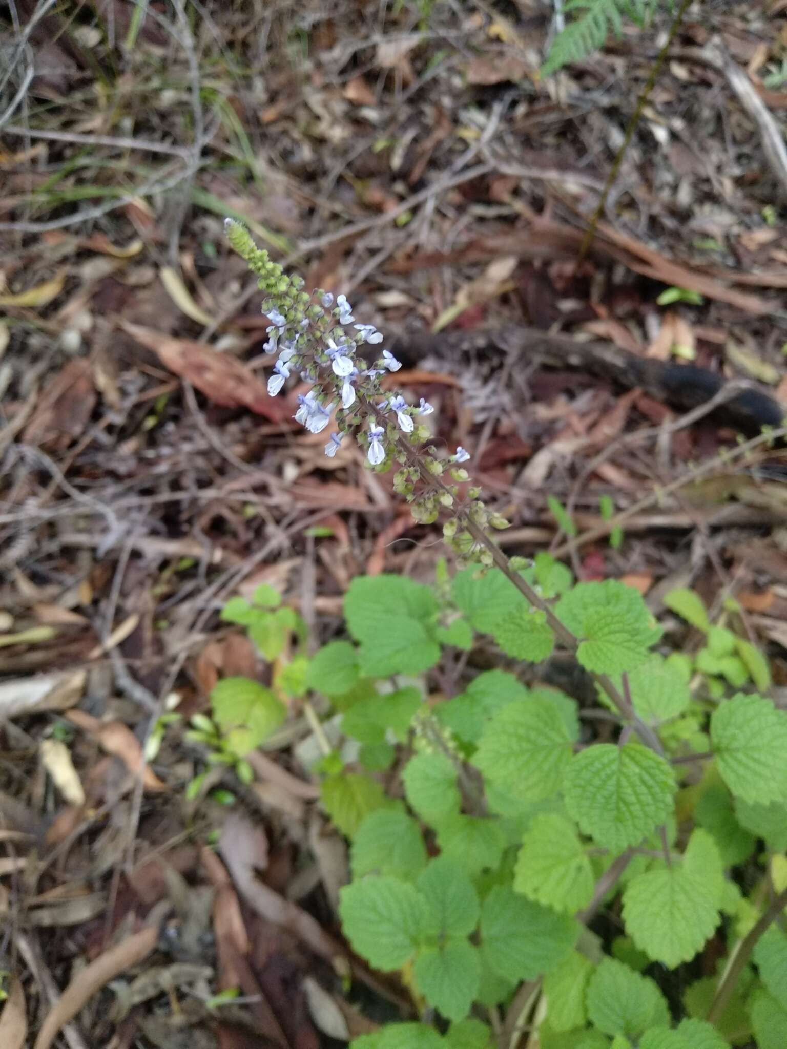 Image de <i>Coleus australis</i>