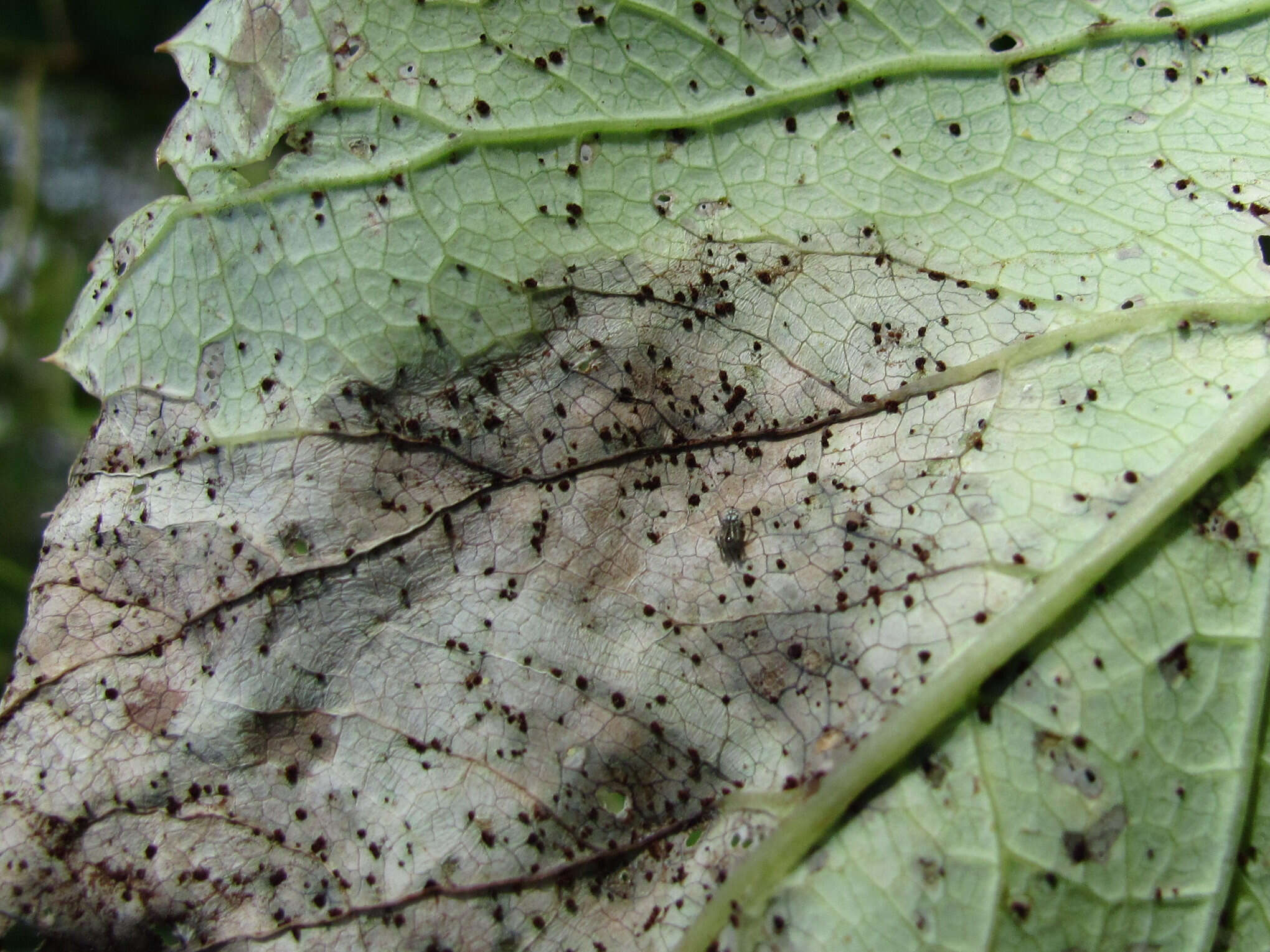 Plancia ëd Puccinia angelicae (Schumach.) Fuckel 1870