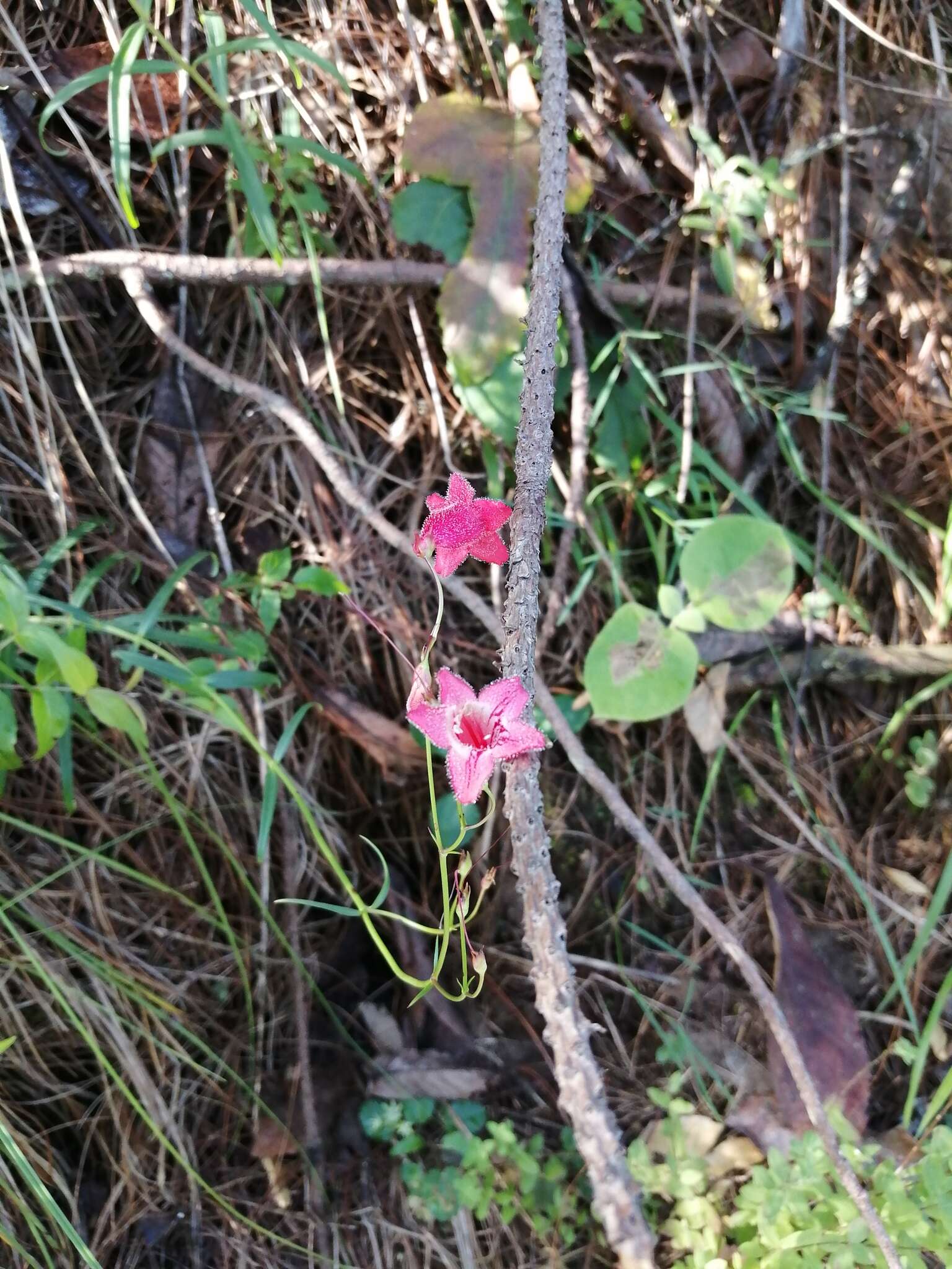 Слика од Penstemon miniatus Lindl.