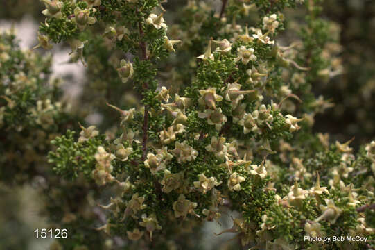 Image of desert bitterbrush