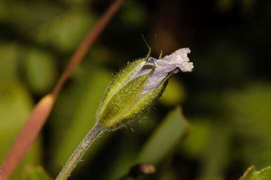 Image of Monsonia burkeana Planch. ex Harv. & Sond.