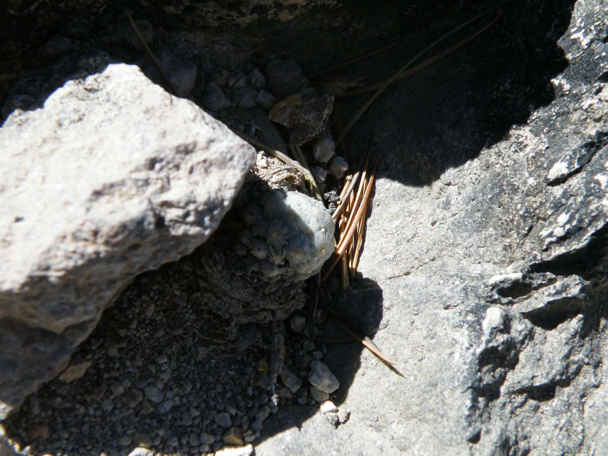 Image of Mammillaria theresae Cutak