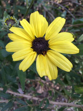 Sivun Encelia californica Nutt. kuva