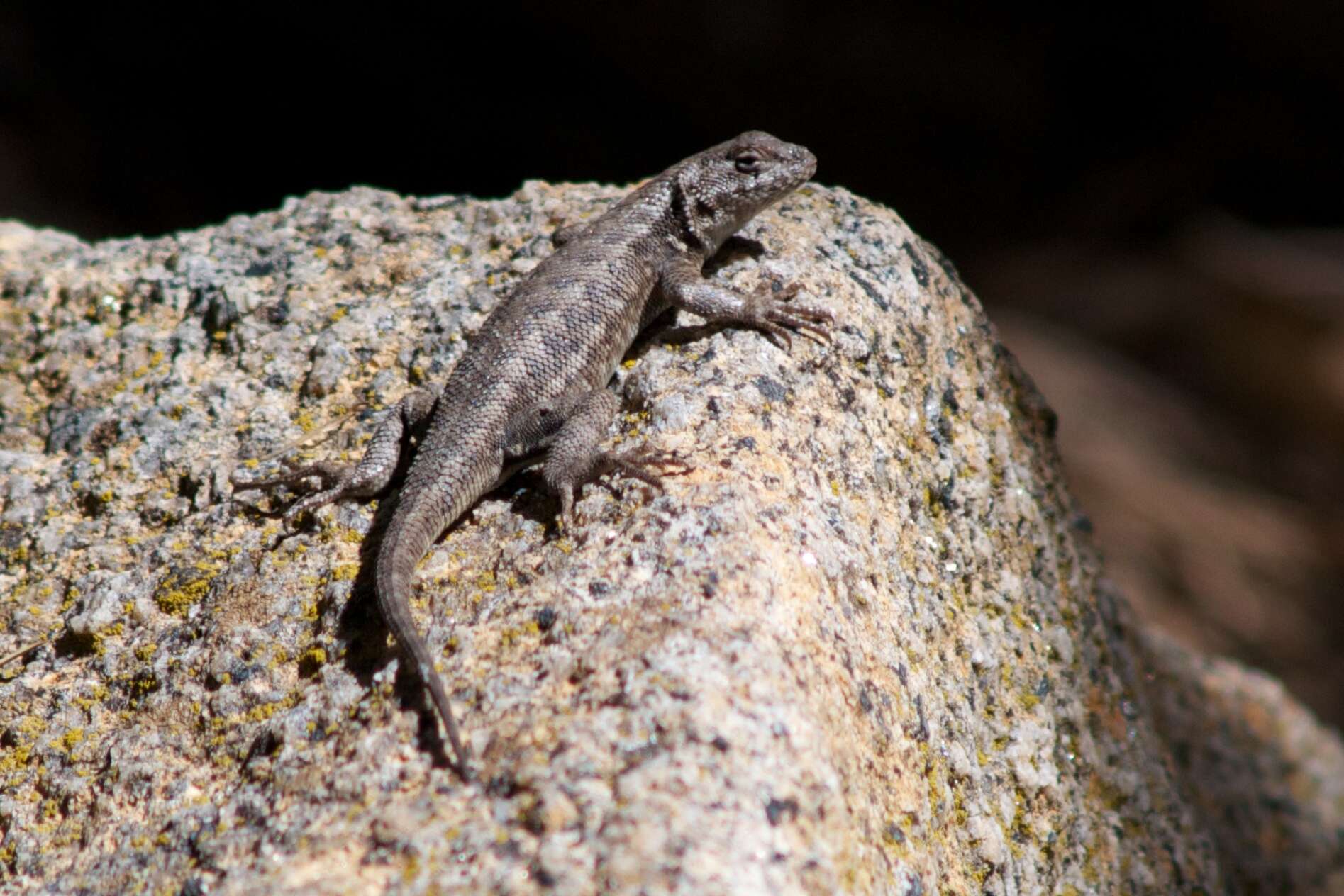 Image of Common Sagebrush Lizard