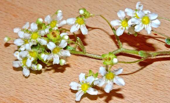 Image of Saxifraga hostii subsp. rhaetica (Kerner) Br.-Bl.