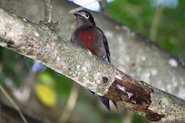 Image of Puerto Rican Woodpecker