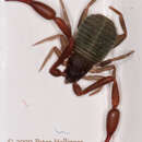 Image of House Pseudoscorpion