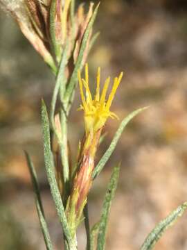 Слика од Ericameria parryi (A. Gray) G. L. Nesom & G. I. Baird