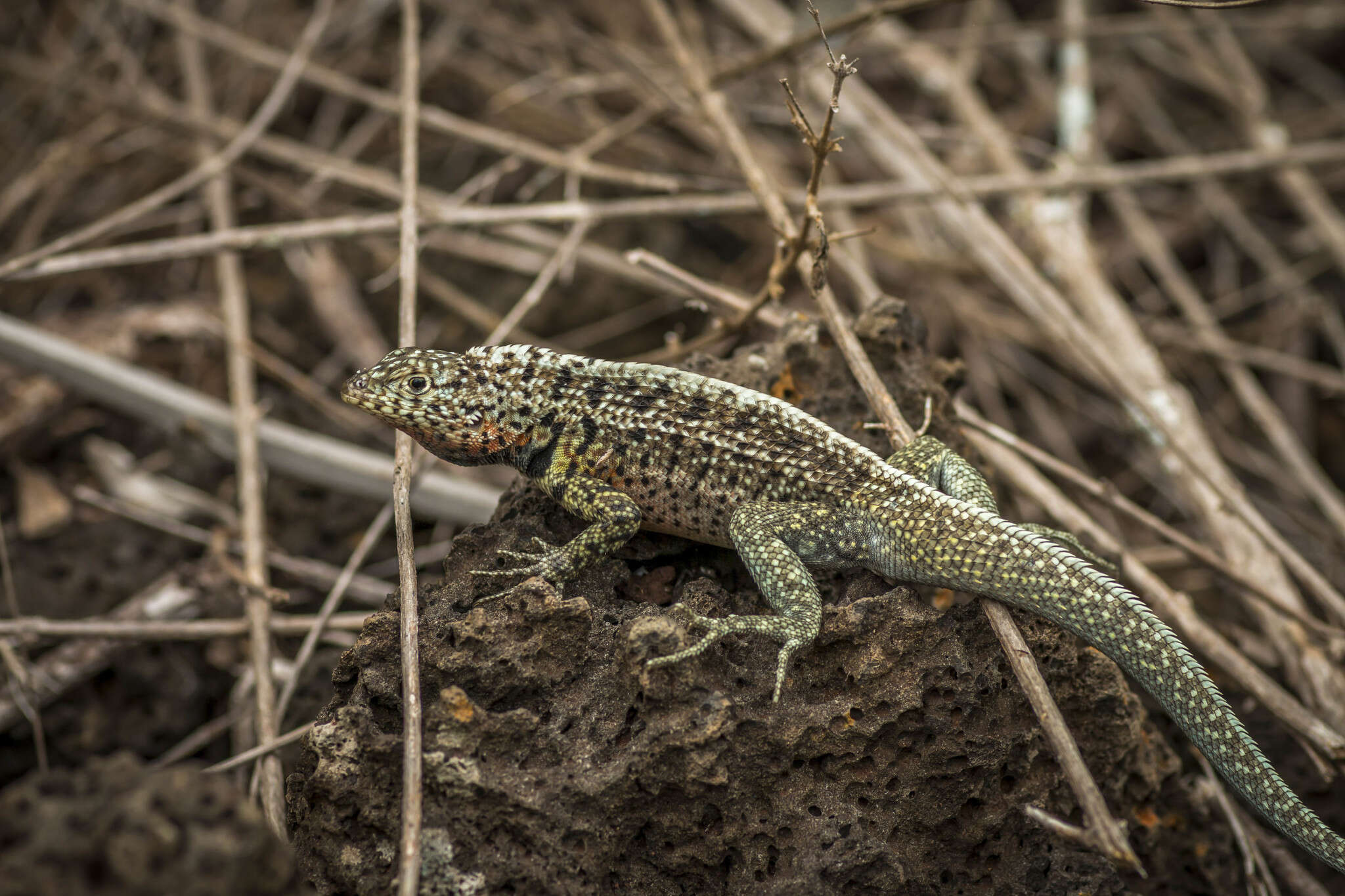 Plancia ëd Microlophus indefatigabilis (Baur 1890)