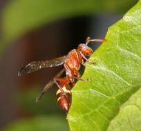 Image of Polistes badius Gerst. 1873