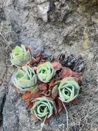 Image de Aeonium canariense subsp. virgineum (Webb) Bañares