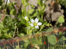 صورة Cerastium brachypodum (Engelmann ex A. Gray) B. L. Rob.