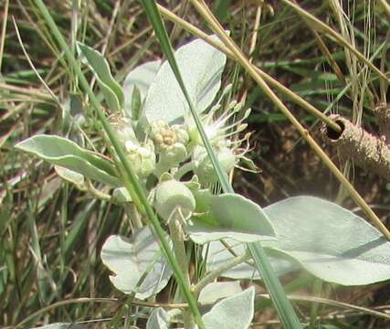 Sivun Croton pottsii var. pottsii kuva