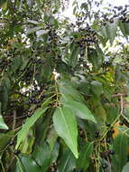 Image de Prunus lusitanica subsp. lusitanica