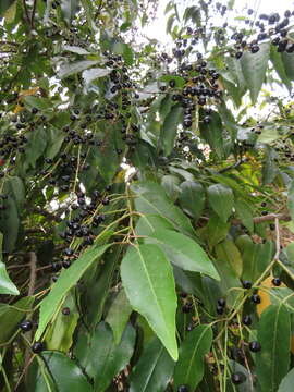 Prunus lusitanica subsp. lusitanica resmi