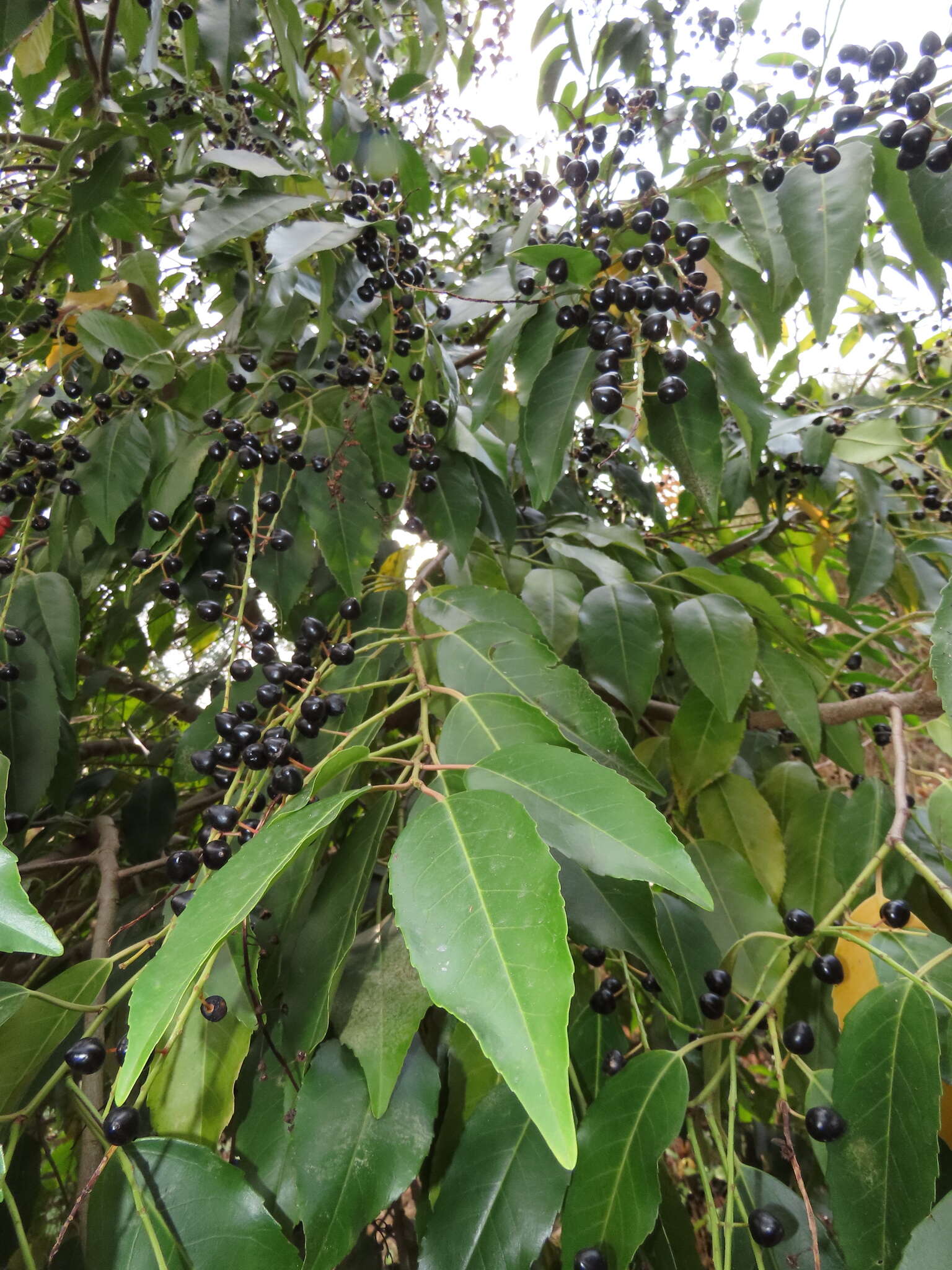 Plancia ëd Prunus lusitanica subsp. lusitanica