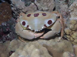Image of Red spot coral crab