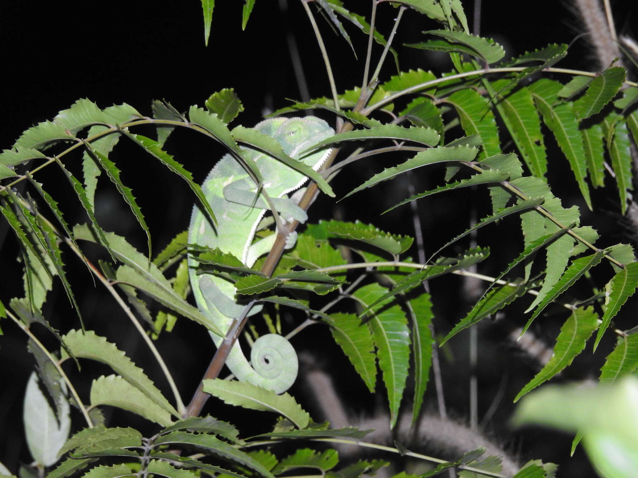 Image of Asian Chameleon