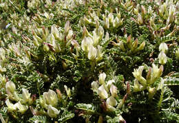 Image of Astragalus angustifolius Lam.