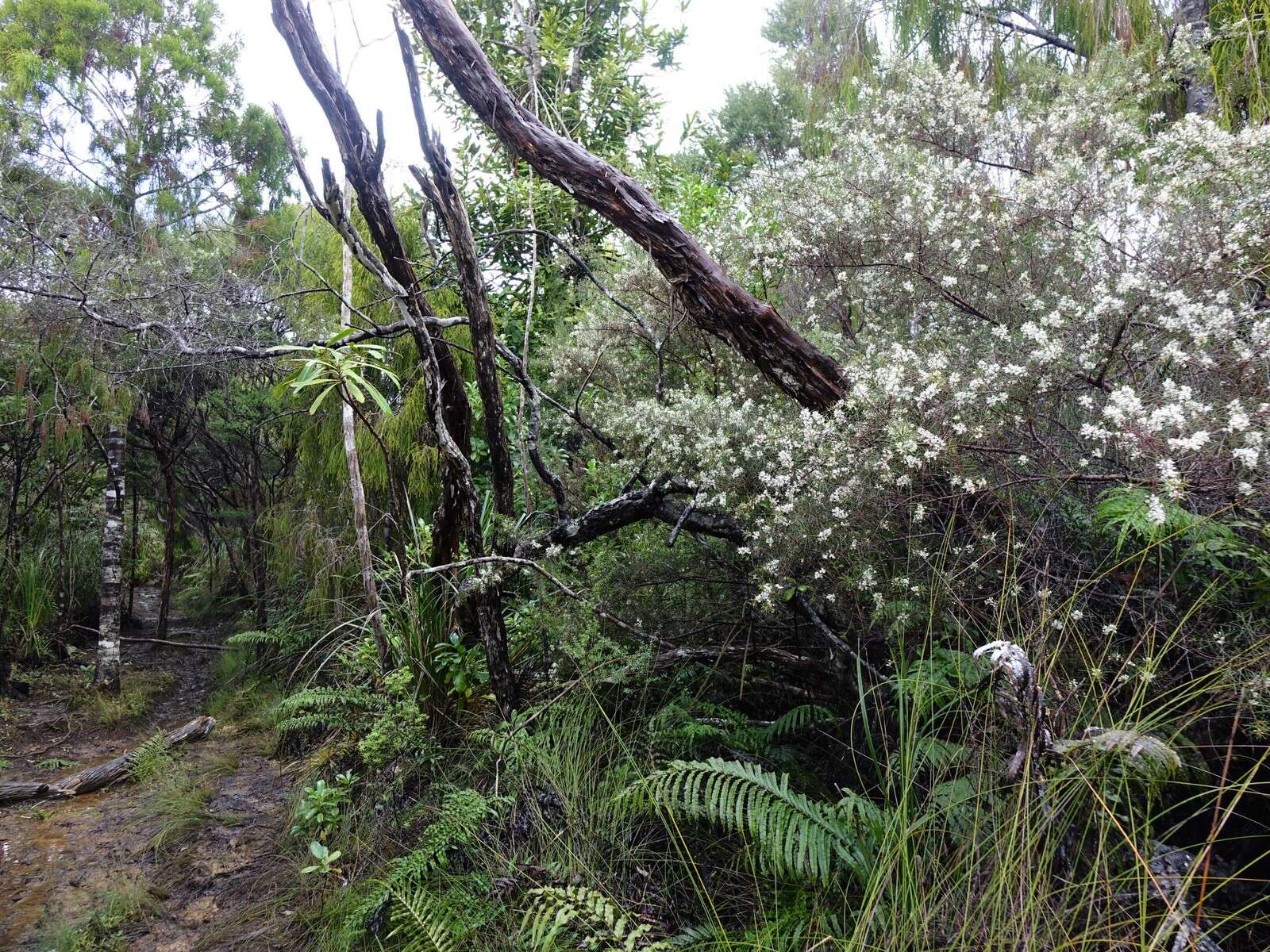 Image of Hakea sericea Schrad. & J. C. Wendl.