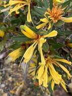 Image of Lambertia multiflora var. darlingensis R. J. Hnatiuk