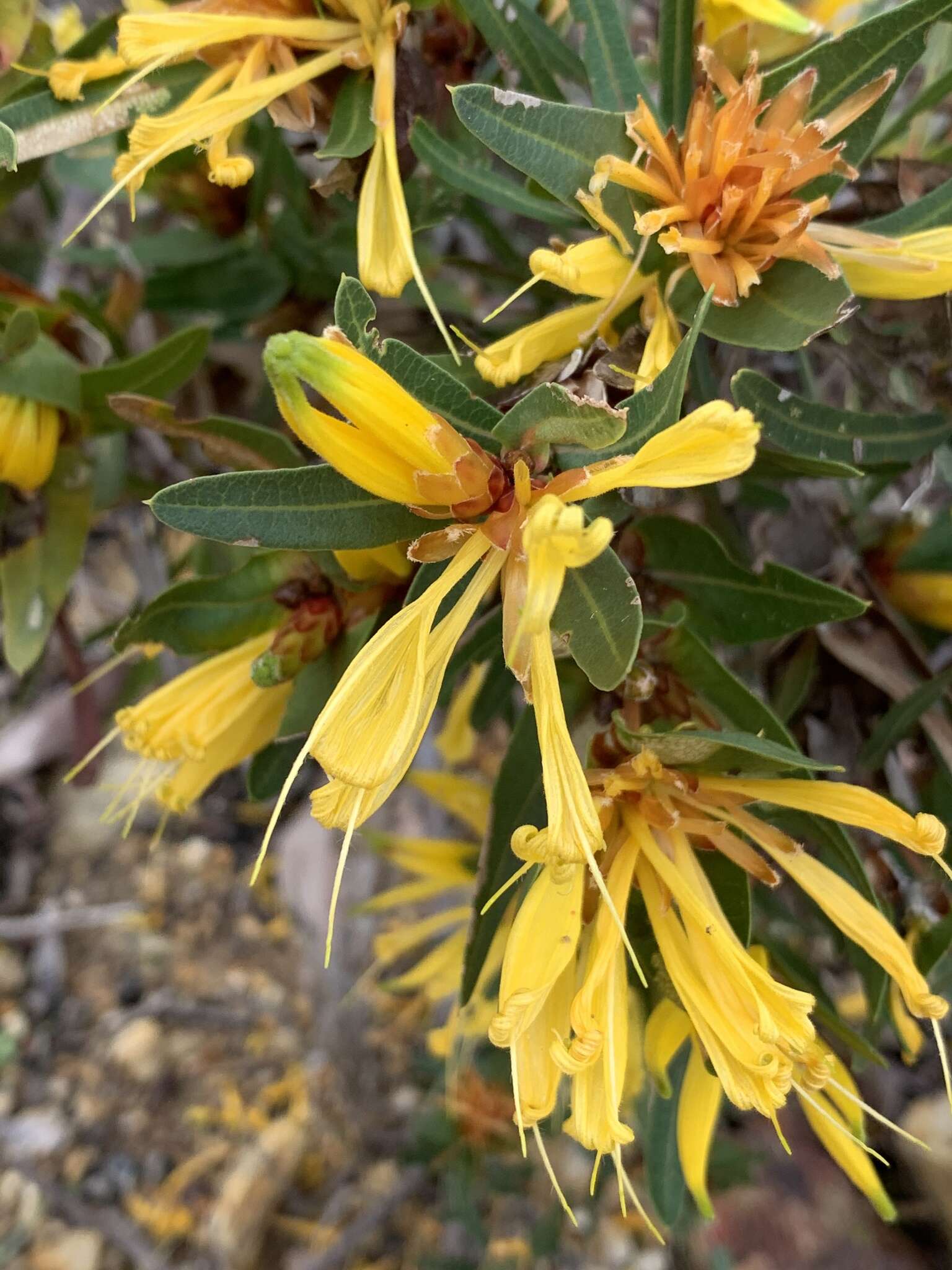 Image of Lambertia multiflora var. darlingensis R. J. Hnatiuk