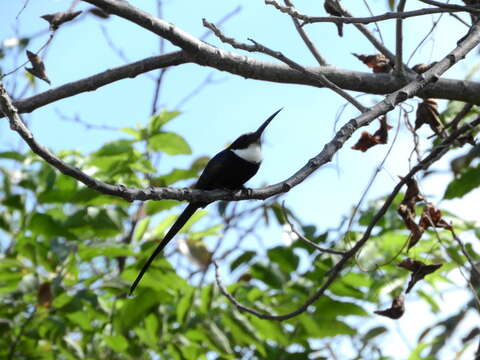 Image of Paradise Jacamar