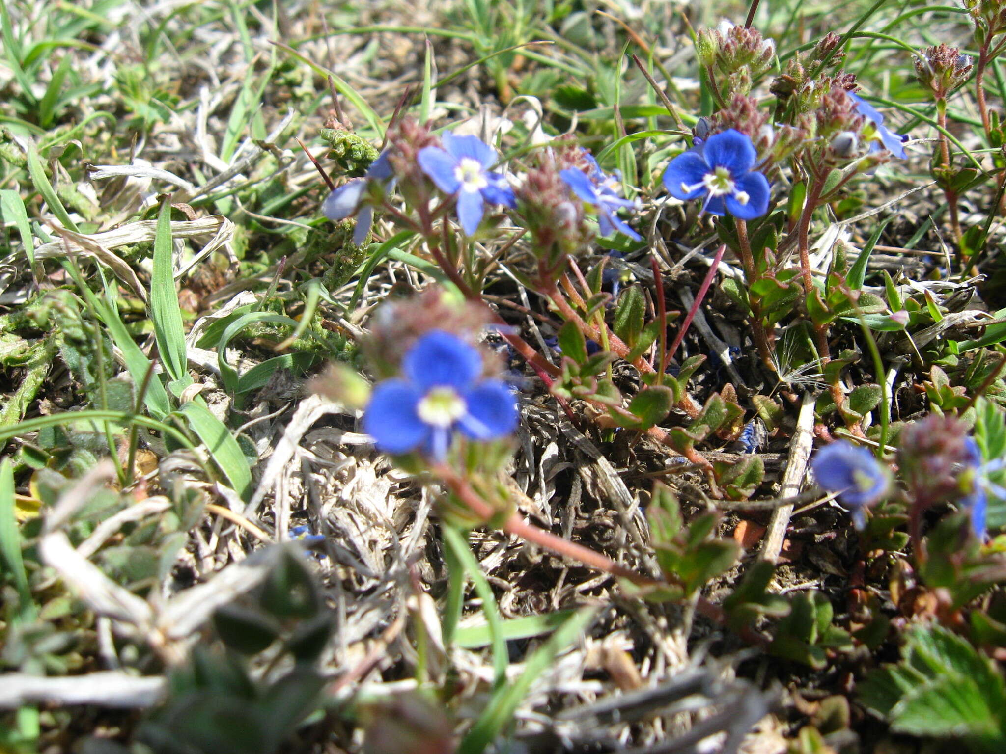 Image of Veronica petraea (Bieb.) Stev.