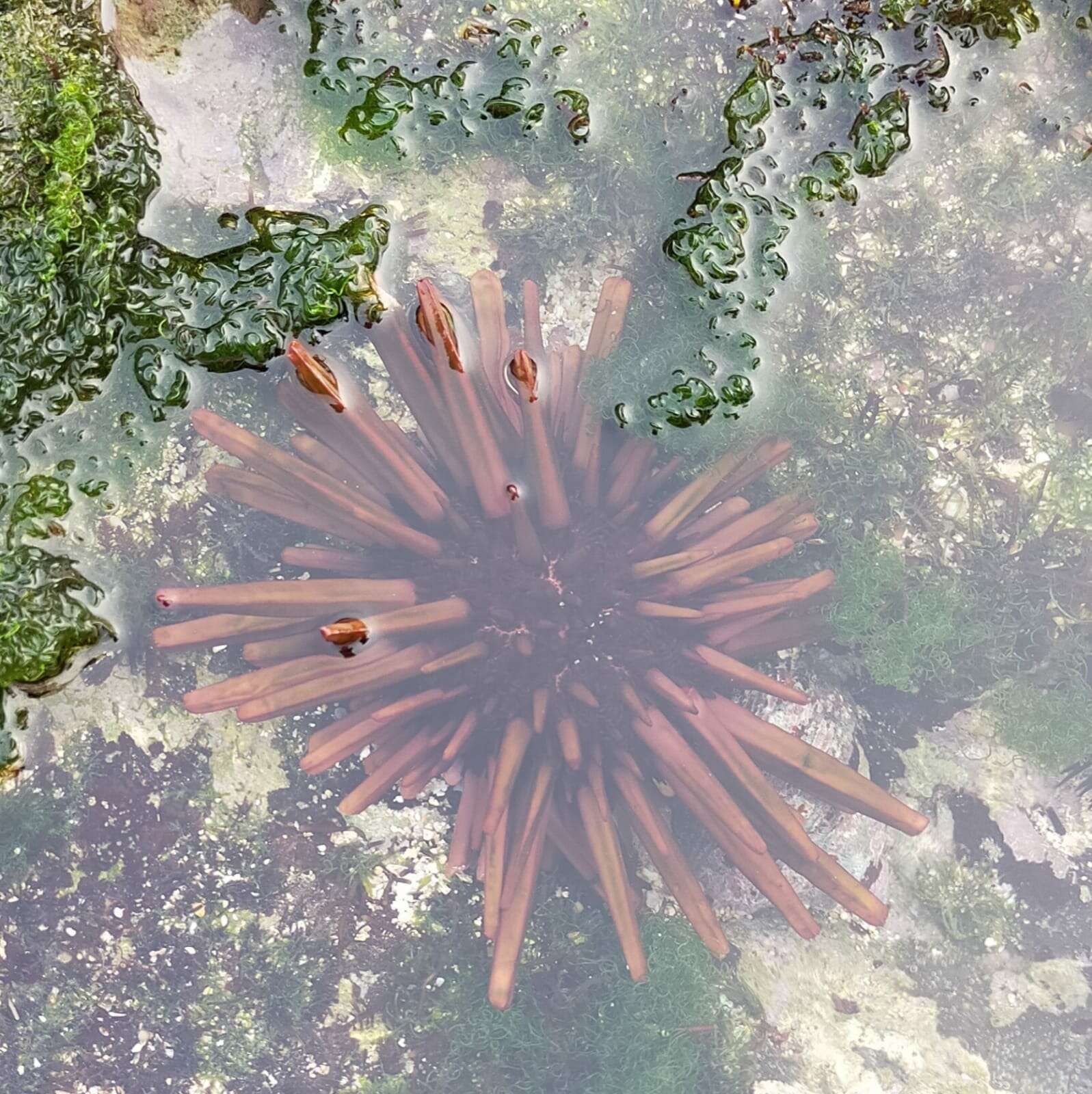 Image of Red pencil urchin