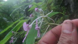 Impatiens scapiflora Heyne resmi