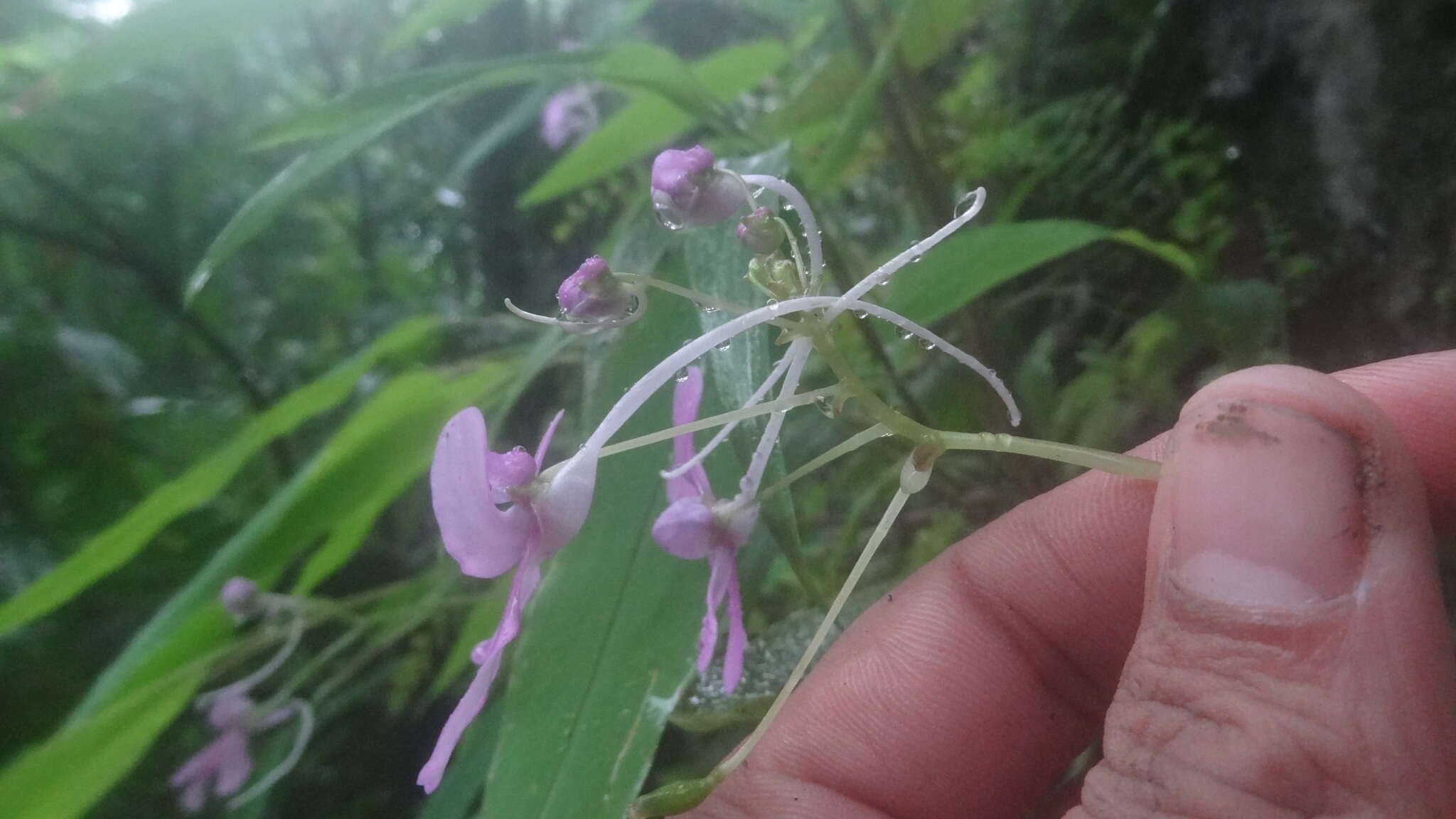 Impatiens scapiflora Heyne resmi