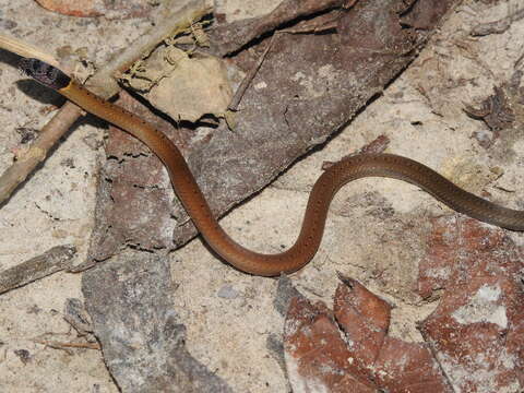 Image of Collared Black-headed Snake