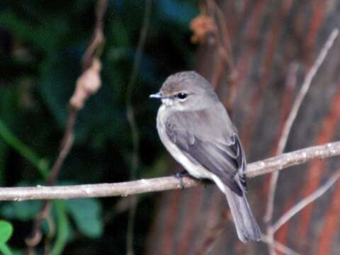 Image de Muscicapa adusta fuscula Sundevall 1850