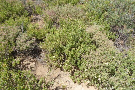 Image of Delosperma crassum L. Bol.