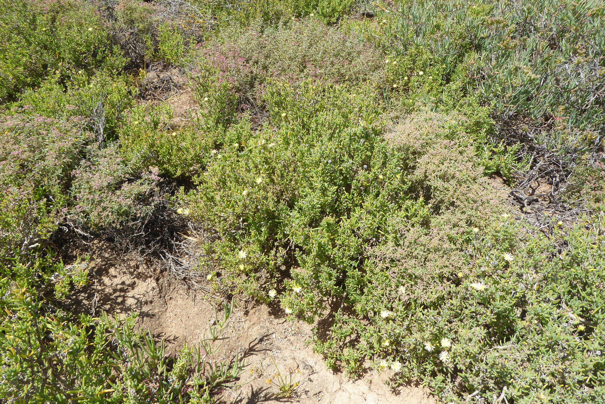 Imagem de Delosperma crassum L. Bol.