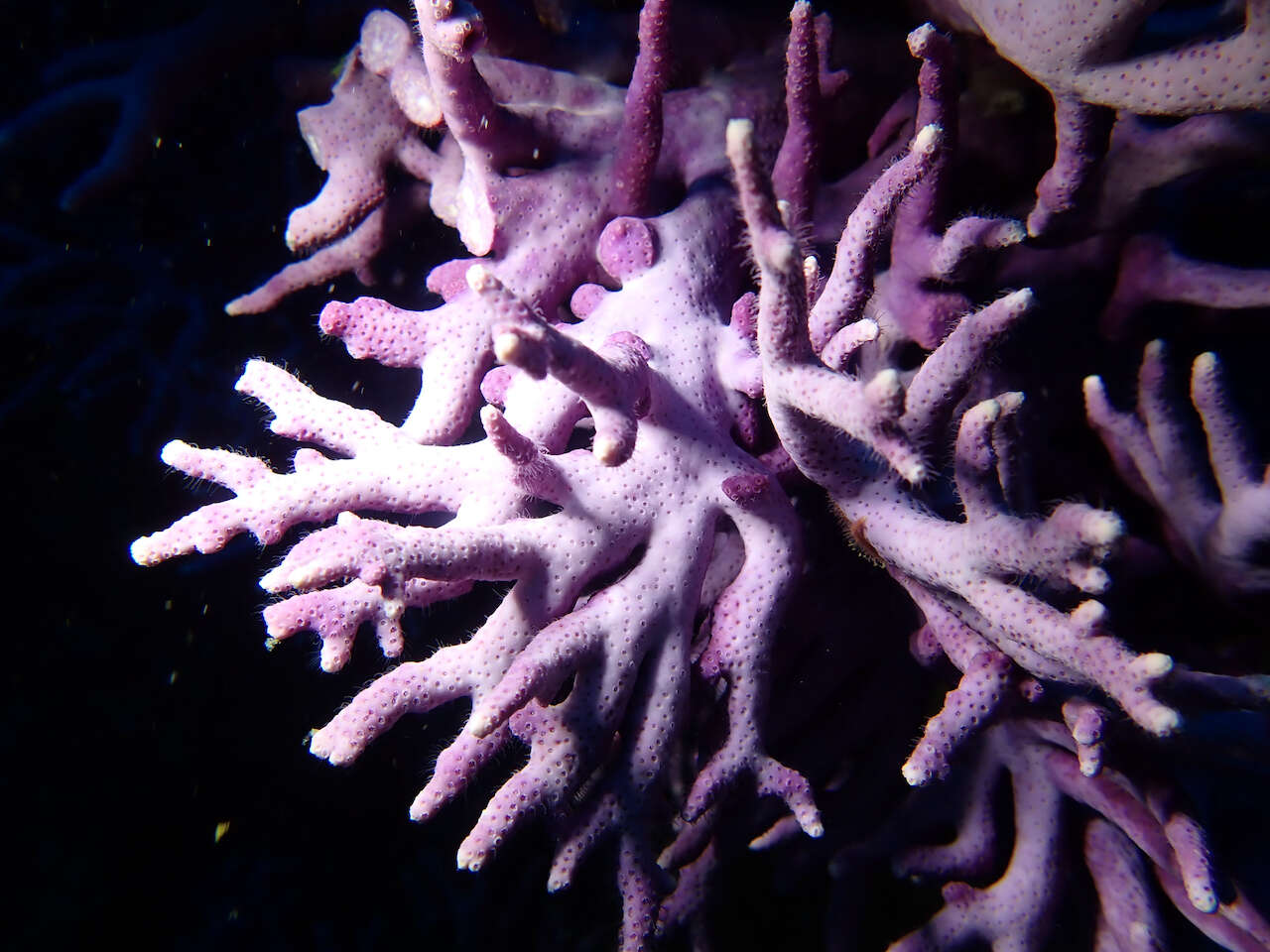 Image of California hydrocoral