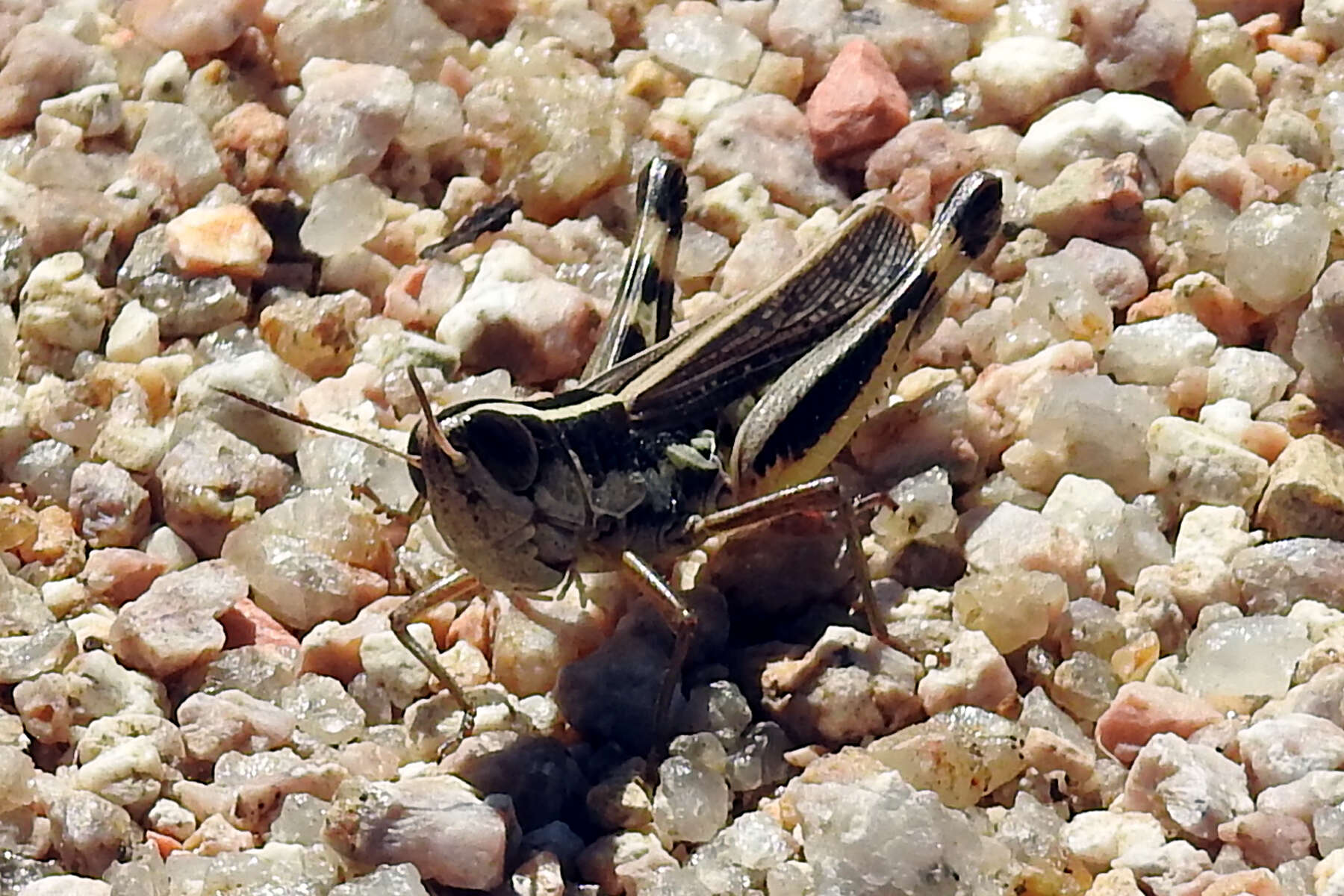 Image of Macrotona securiformis (Sjöstedt 1921)