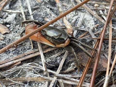 Image of Gulf marsh fiddler