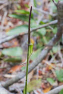 Image de Anthurium raimundii Mayo, Haigh & Nadruz