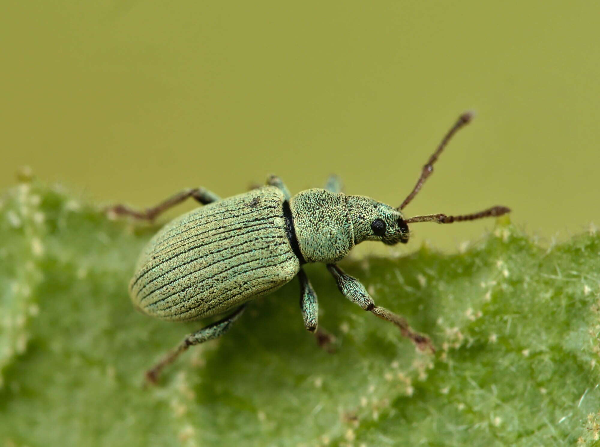 Imagem de Phyllobius (Parnemoicus) roboretanus Gredler 1882