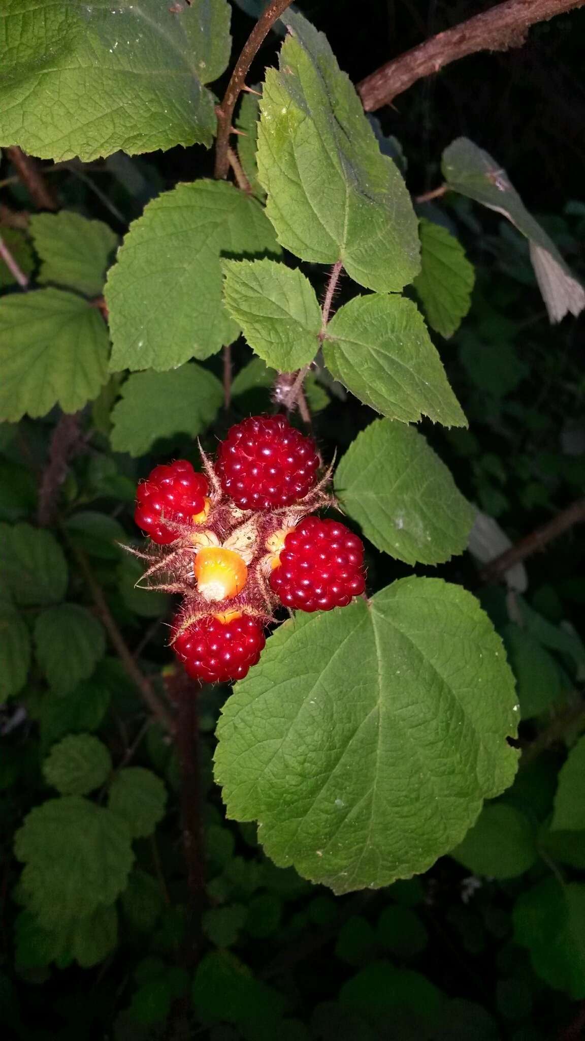 Image of Japanese wineberry