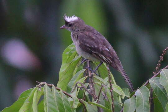 Image of Mottle-backed Elaenia