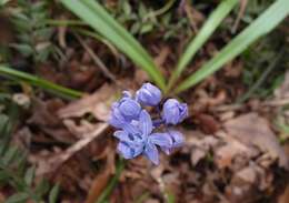 Image of Scilla bithynica Boiss.