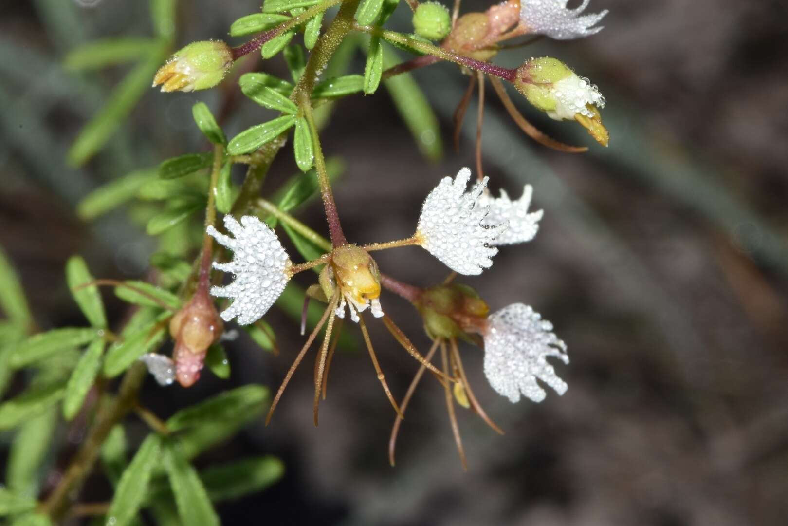 Image of large clammyweed