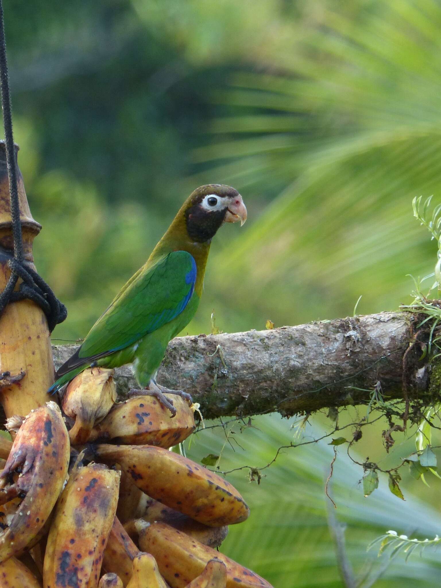 Image of Brown-hooded Parrot